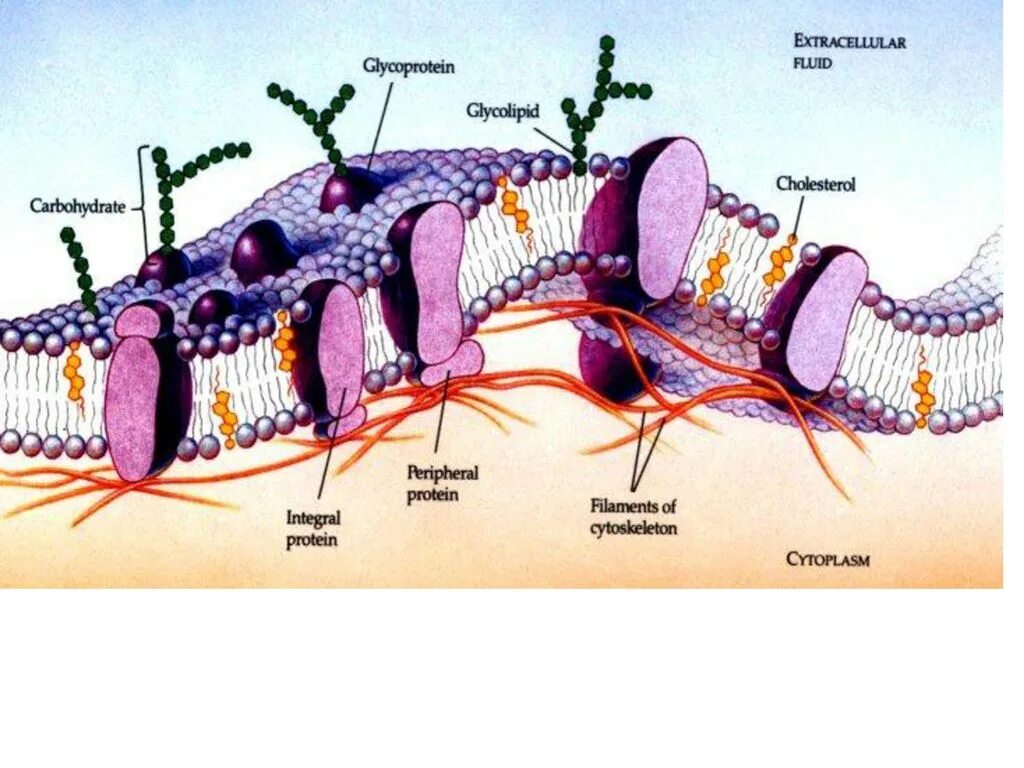 Плазматическая мембрана клетки состоит. Строение цитоплазматической мембраны. Клеточная цитоплазматическая мембрана. Цитоплазматические мембраны и оболочка клетки. Строение цитоплазматической мембраны клетки.