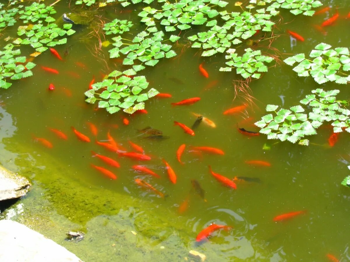 Какая рыба в прудах. Рыбы в пруду. Красные рыбы в пруду. Прудовые золотые рыбки. Красные рыбки в водоеме.