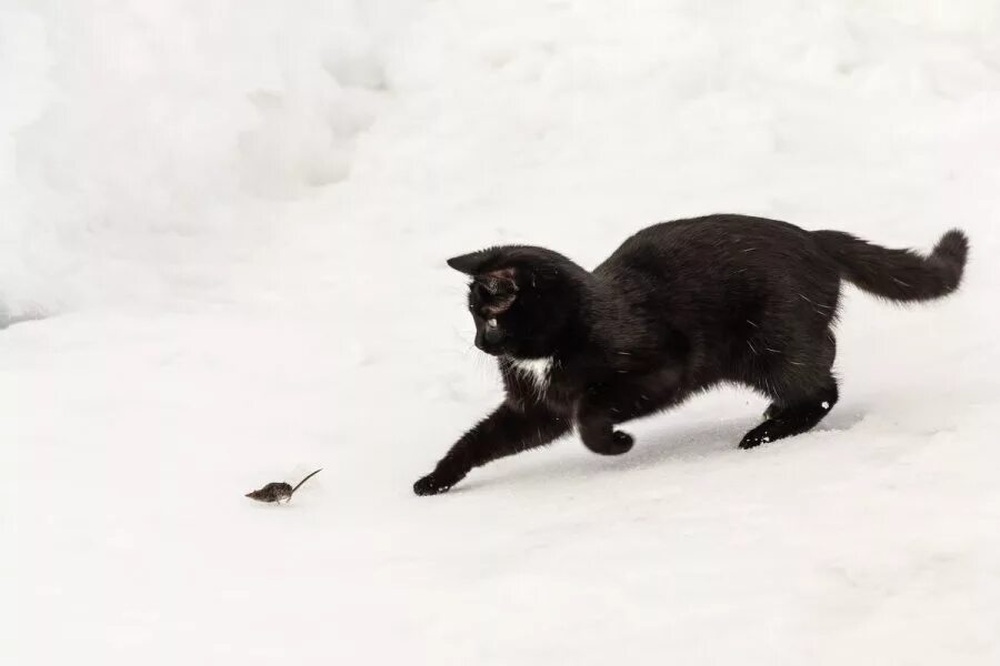 Кошка охотится на мышь. Крадущийся кот. Черный кот охотится. Черная кошка охотится. Котенок ловит мышей