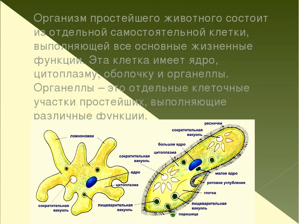 Клетка простейших состоит. Клетка простейшего организма. Клетка простейших. КЛЕТКЛЕТКИ простейших. Ядро простейших.