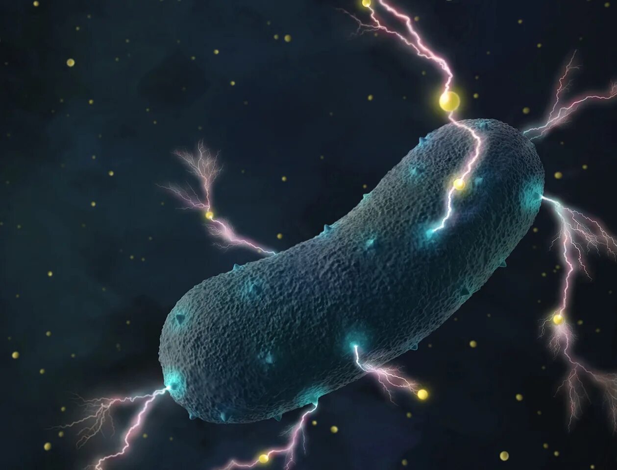 Бактерии вырабатывающие. Бактерии вырабатывают энергию. Бацилла прокариот. Geobacter бактерии. Патогенные микробы микробиология.