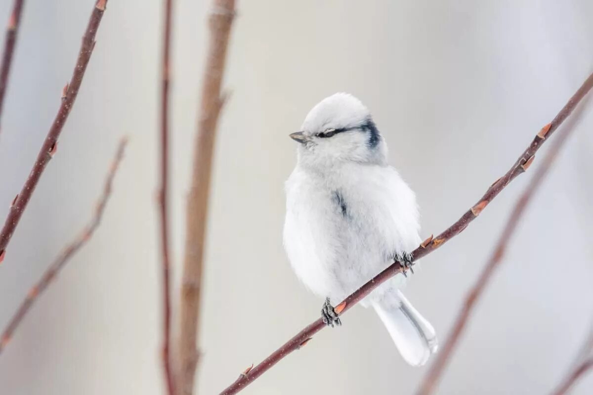 Белая лазоревка зимой. Белые птички зимой. Белая птичка. Маленькая белая птичка.