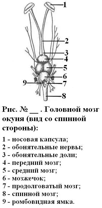 Какую функцию выполняет головной мозг у окуня. Строение головного мозга рыбы. головной мозг окуня схема. головной мозг костистой рыбы. строение головного мозга костной рыбы.