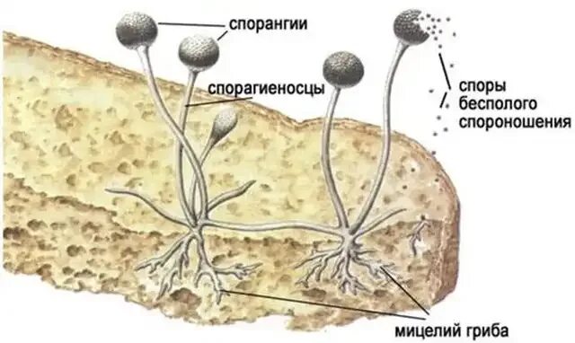 Многоклеточные грибы мукор. Мукор мицелий. Плесень мукор. Мукор одноклеточный гриб. Плесневелые грибы.