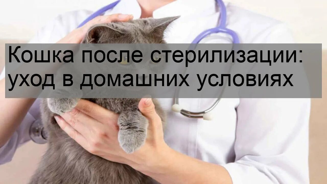 Сколько времени кошка отходит от наркоза. Кастрация кота после операции. Кошка не отходит от наркоза после стерилизации что делать. Сколько кошки отходят от стерилизации. Сколько кошка отходит от наркоза после стерилизации.