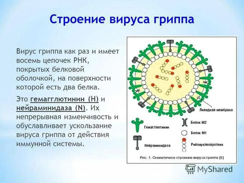 Вирус гриппа строение биология. Строение 5 вирусов. Строение оболочки вируса гриппа. Строение вируса гриппа кратко.