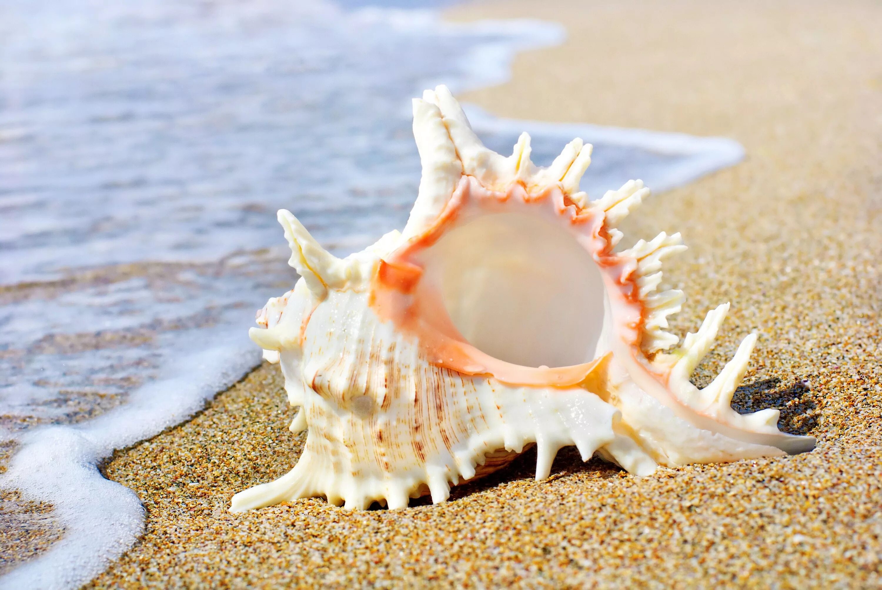 Sea shell