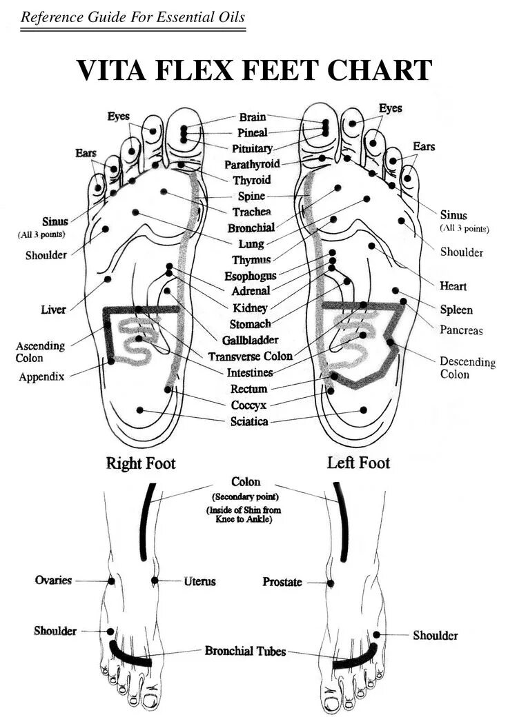 Foot tongue. Точки Витафлекс на стопе. Проекция органов на стопе. Схема точек на стопах. Рефлекторные точки на стопе.