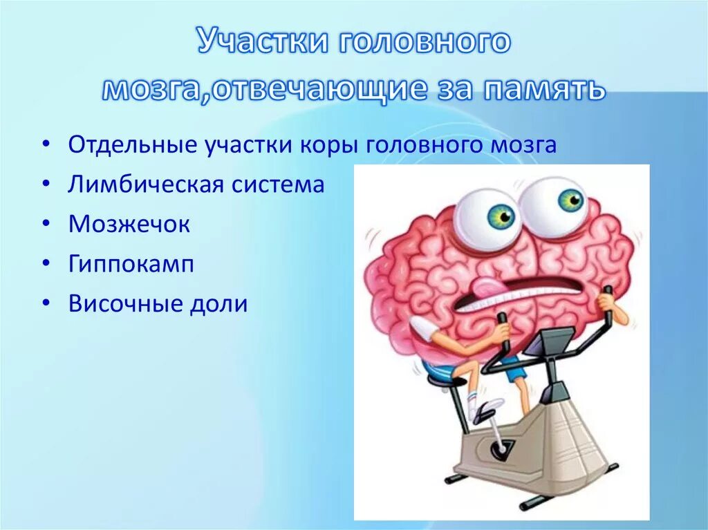 Структуры отвечающие за память. Орган отвечающий за память. Структуры мозга отвечающие за память. Участок мозга отвечающий за память. Память в каком отделе мозга