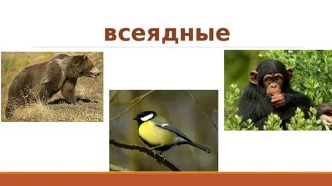 Всеядные в рамках долга