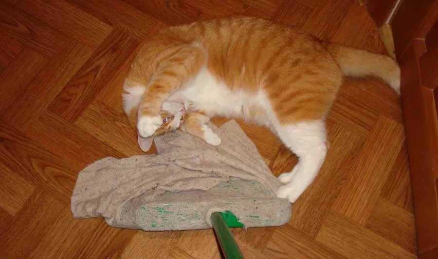Кот с тряпкой. Кот загребает. Кот моющий пол.
