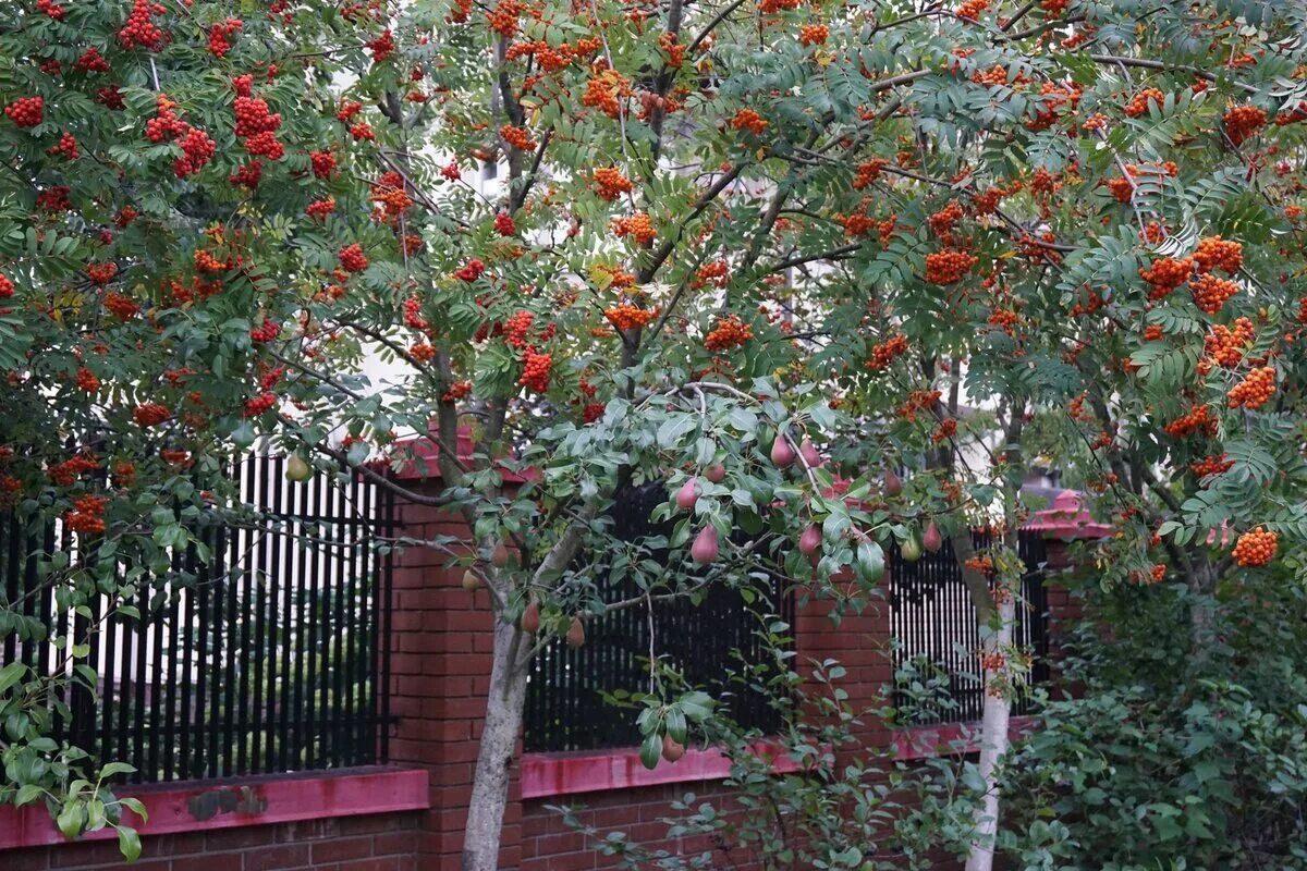 Рябина обыкновенная привитая. Рябина обыкновенная Мультиштамб. Sorbus aucuparia pendula. Рябина обыкновенная Шиервотер Сидлинг. Можно ли сажать рябину