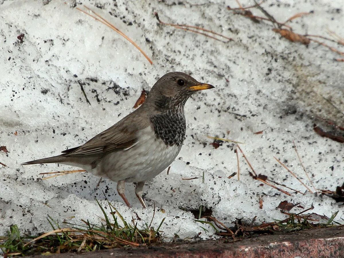 Чернозобый дрозд. Turdus atrogularis. Птица чернозобый дрозд. Темнозобый дрозд. Чернозобый дрозд.