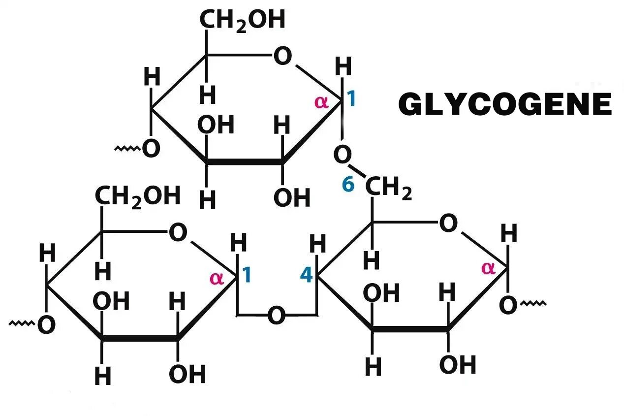 Строение гликогена формула. Гликоген строение молекулы. Гликоген строение химия. Строение фрагмента молекулы гликогена. Глюкоген