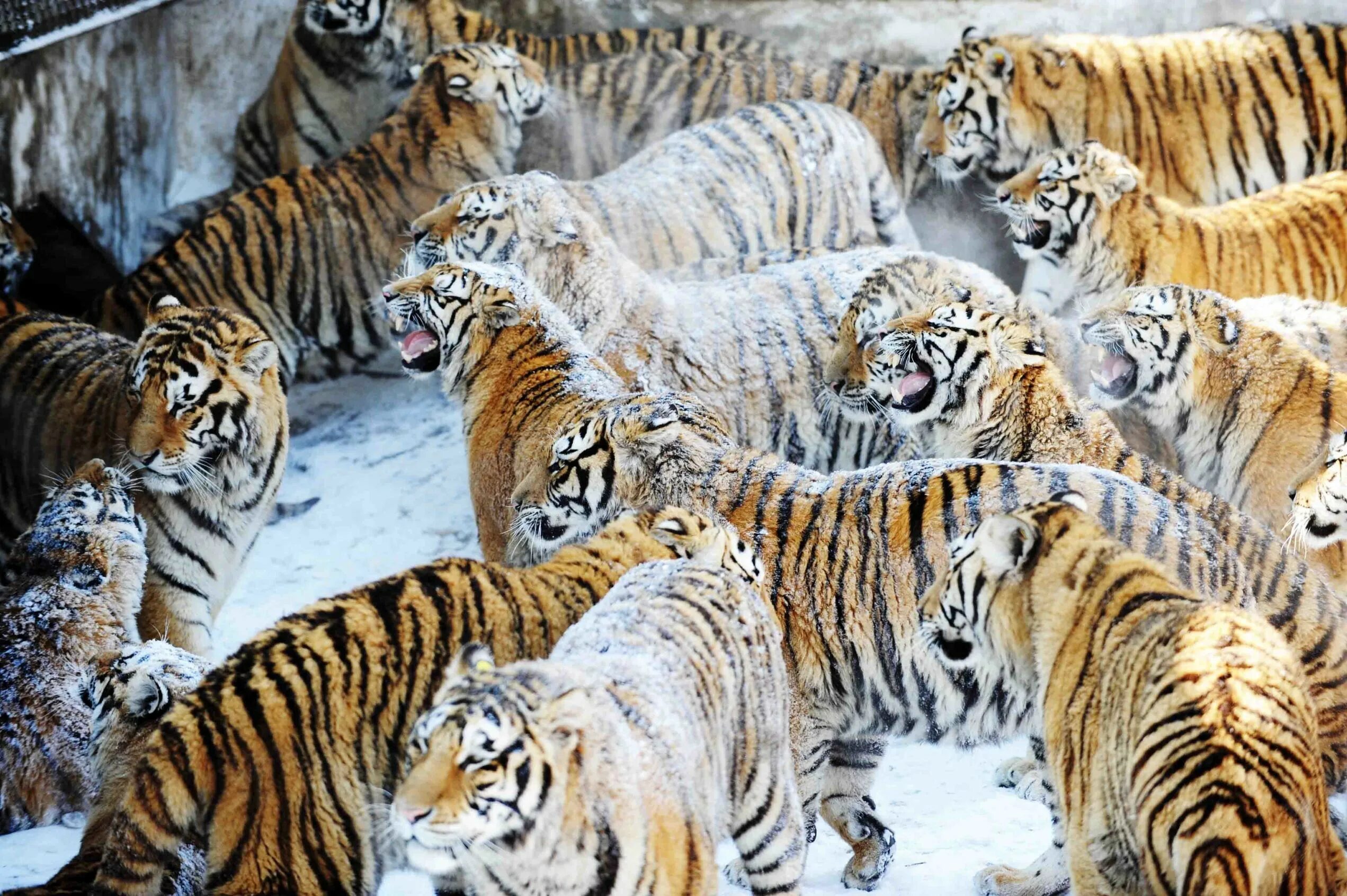 Амурский тигр стая. Lots of tigers. Популяция амурского тигра. Амурский тигр стая. Lots of tigers.