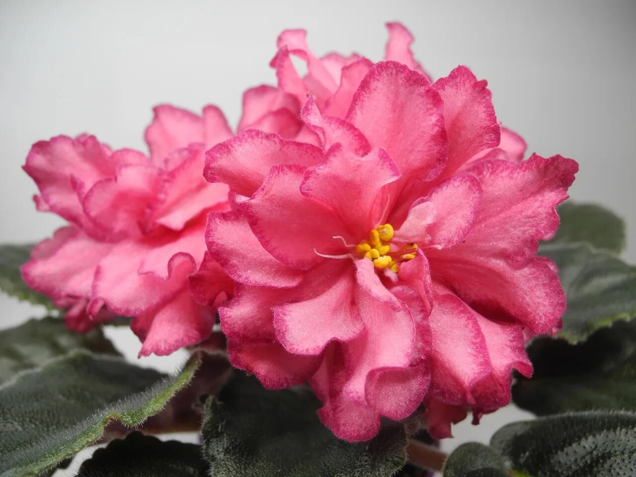 фиалка ав роскошь. фиалка роскошь. сенполия ав роскошь. сорт роскошь. сорт роскошь.