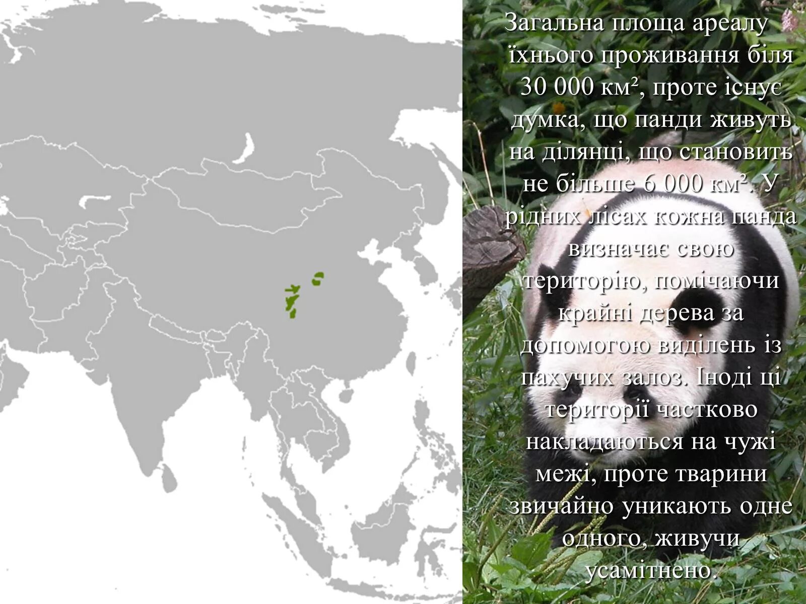 Где живет панда на каком. Ареал обитания большой панды. Панда ареал обитания на карте. Место обитания панды на карте.
