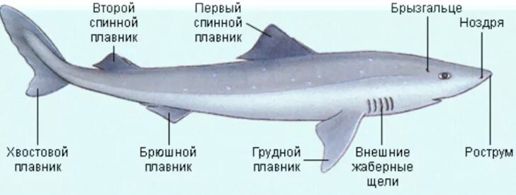 Рострум у хрящевых рыб это. Внешнее строение акулы. Внешнее строение хрящевых рыб. Хрящевые рыбы строение акулы.