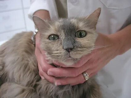 Кошка ударилась головой