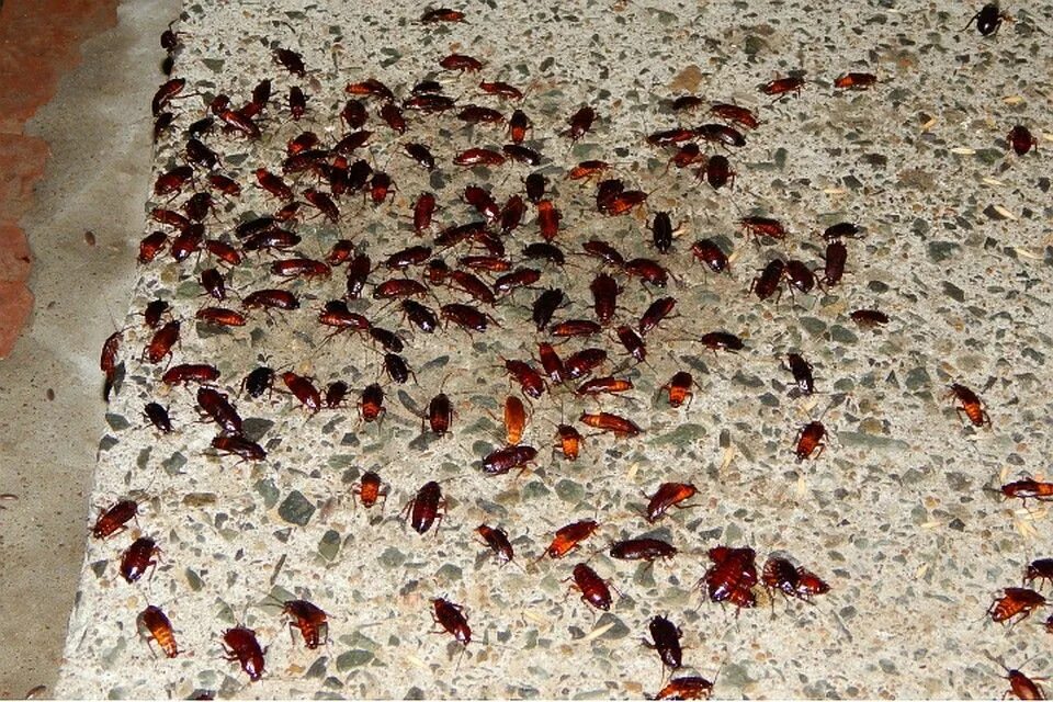 Полчища тараканов. Нашествие тараканов прусаков. Тараканы в квартире. Нашествие тараканов в квартире. Стая тараканов.