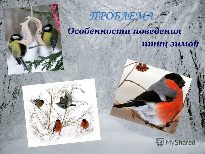 особенности поведения птиц. презентация на тему поведение птиц. поведение зимующих птиц зимой. особенности поведения птиц. особенности поведения птиц в период гнездования.