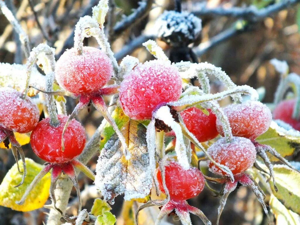 Заморозки. Заморозки в саду. Заморозок сад. Первые заморозки в саду.