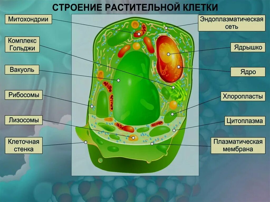 Хлоропласты в клетках грибов. Вакуоль хлоропласт и клеточная стенка. Наука о клетке. Цитология строение клетки. Строение хлоропласта.