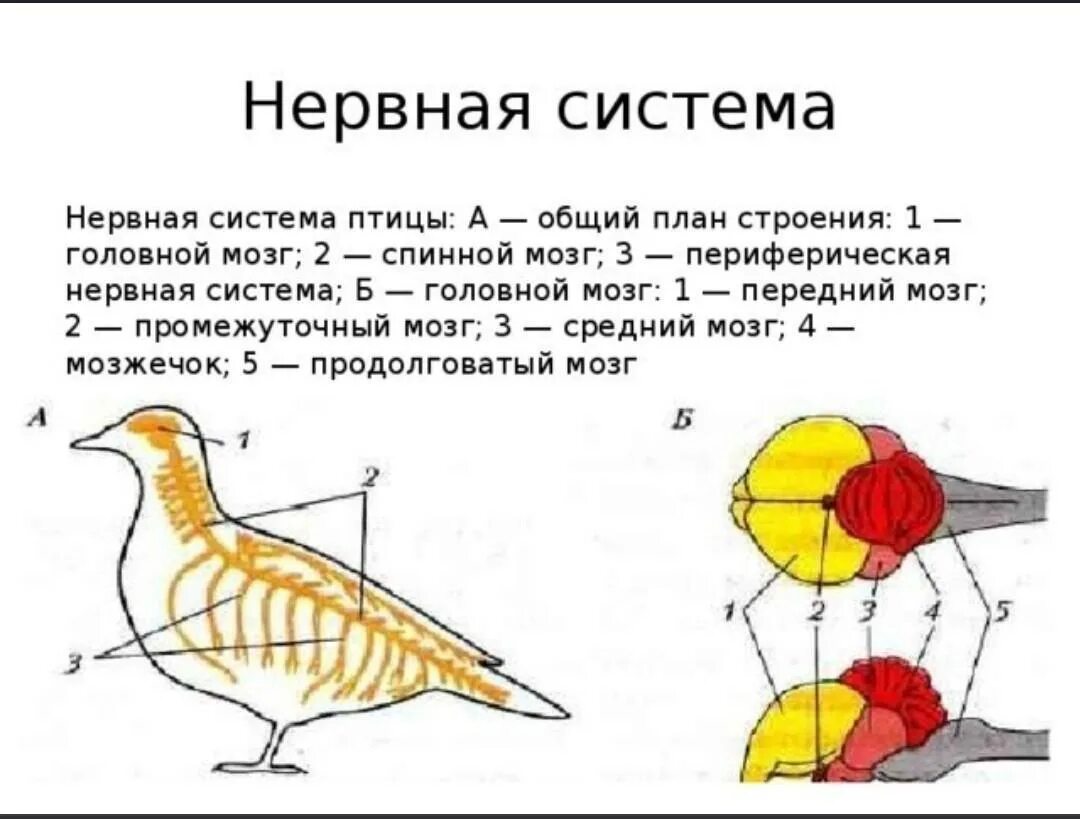 Какие отделы головного мозга птиц развиты лучше. Нервная система птиц схема. Нервная система птиц. Нервная система птиц строение головного мозга. Нервная система птиц схема 7 класс.