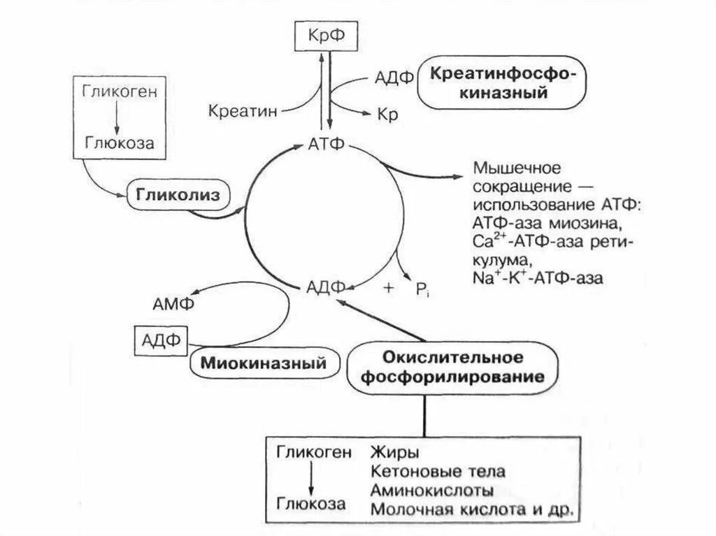 Схема аэробного механизма ресинтеза АТФ. Схема энергетического обеспечения мышечного сокращения. Пути использования АТФ. Схема энергообеспечения мышц.