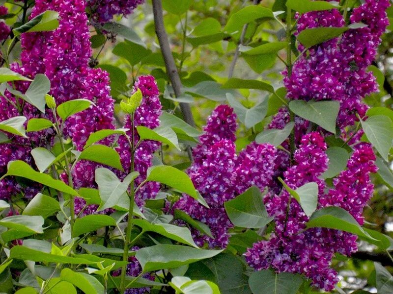 Едят ли сирень. Сирень Персидская (Syringa persica). Сирень пониклая. Персидская сирень сиреневая. Сирень ами Шотт.