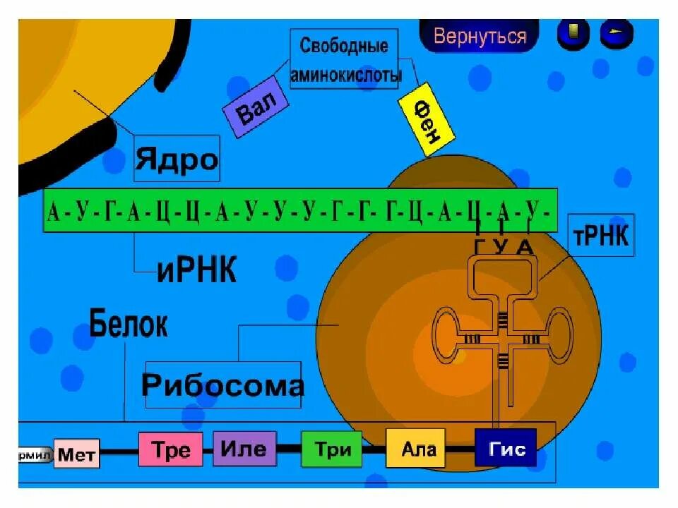 Биосинтез белка решение