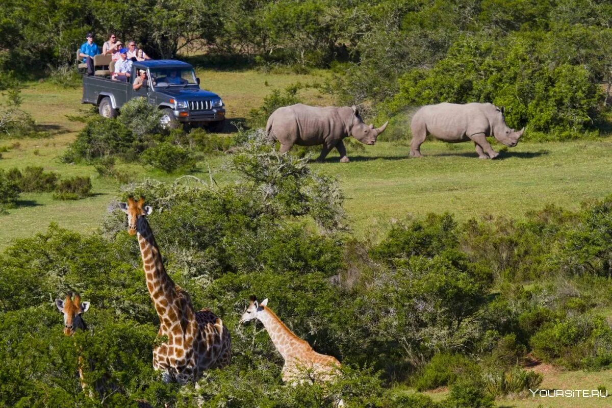 Wildlife holidays. Кейптаун сафари парк. ЮАР сафари. Йоханнесбург Африка сафари. Сафари Африка Кейптаун.