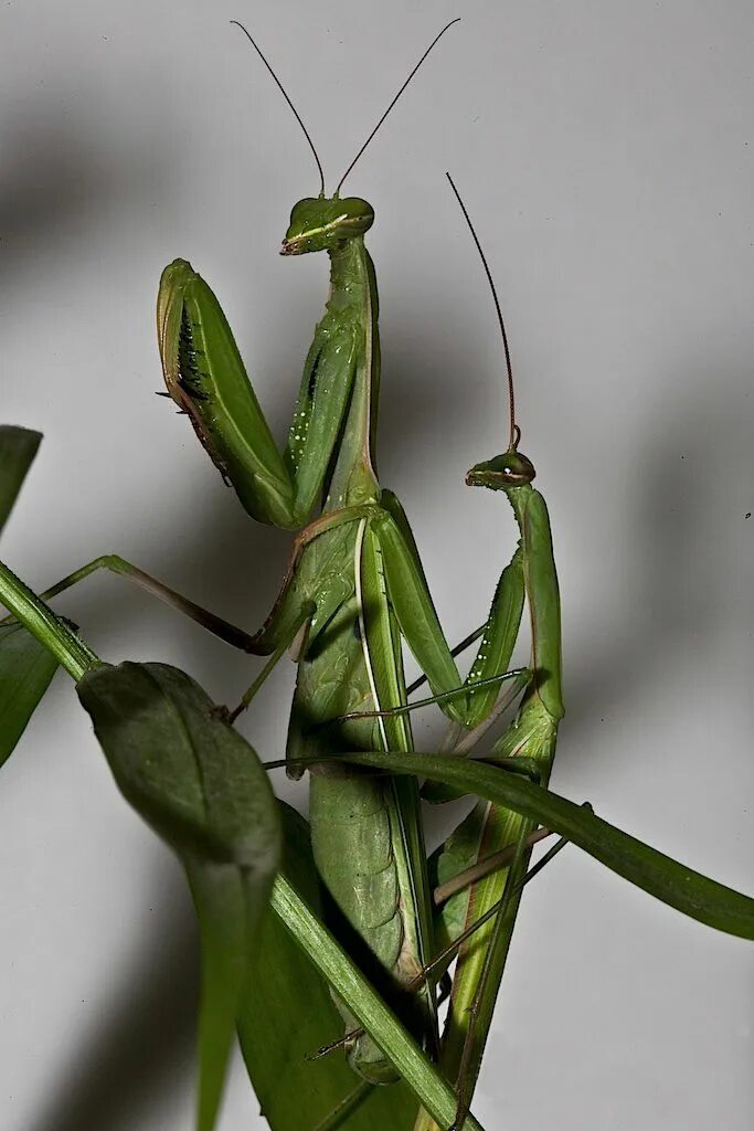 Мантис богомол. Богомол Mantis religiosa самка. Богомол обыкновенный Mantis religiosa самец. Самец Мантис религиоза.