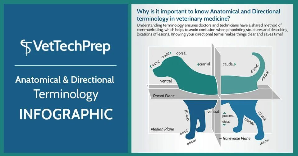 Why is it important to know. Cards veterinary medicine anatomy. why medicine is important. it is important to know. bsava guide to the use of veterinary medicines.
