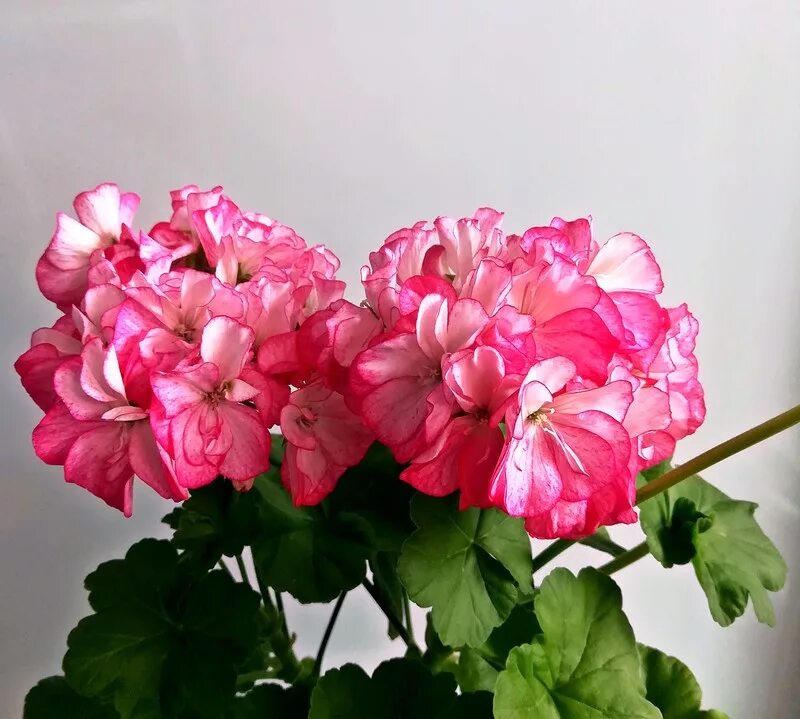 Пеларгония denise. Ес розовый гламур пеларгония. Пеларгония дениз сутарве. Пеларгонии denise (сутарве). Anita пеларгония.