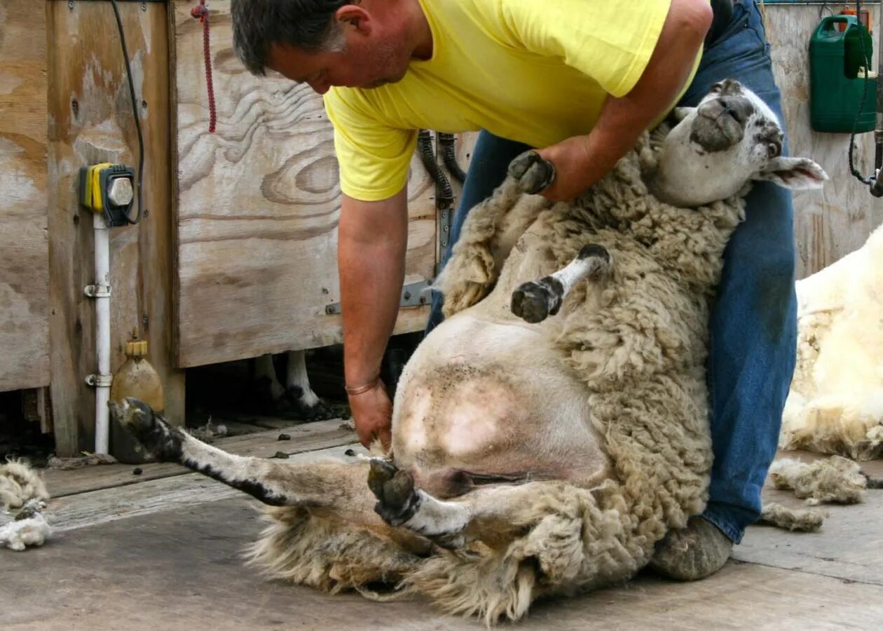 первая стрижка ягненка. милле стрижка овец. стриженный барашек. альпаки ставрополь ферма. бритая овечка.