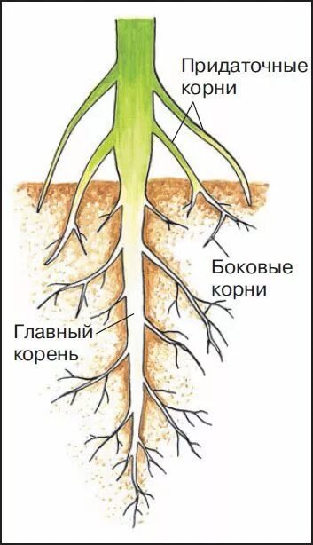 Боковой главный придаточный корневой. Придаточные корни и боковые корни. Корень растения для детей. Придаточные боковые и главный корень. Главный корень растения.