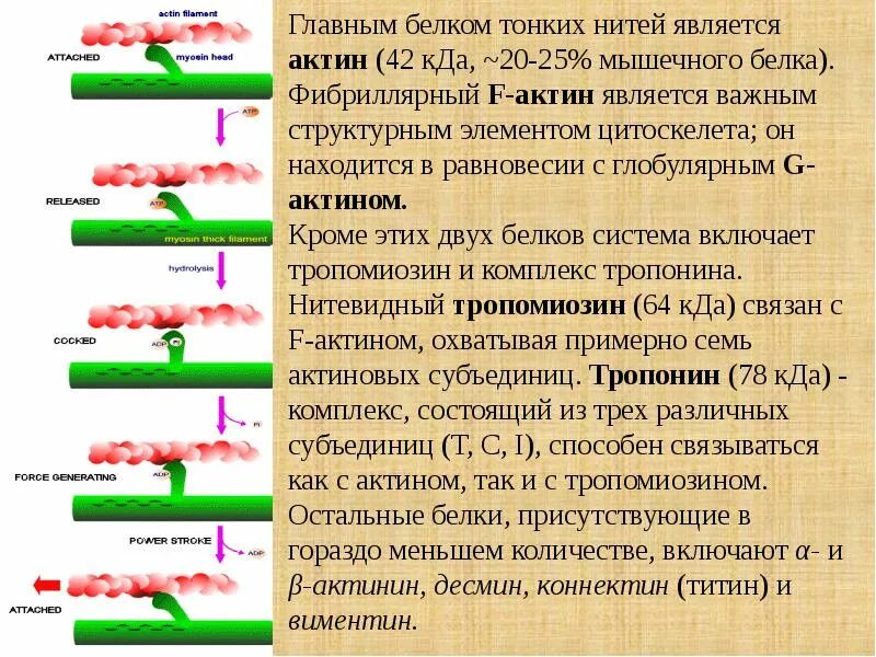 Биохимия мышечная. Функции белков мышц. Основные белки мышечной ткани. Биохимические маркеры патологии мышечной ткани. Биохимия мышечной ткани биохимия.