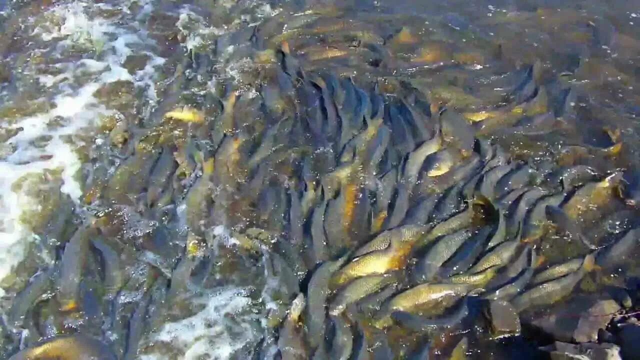 Когда нерестится форель в искусственном пруду