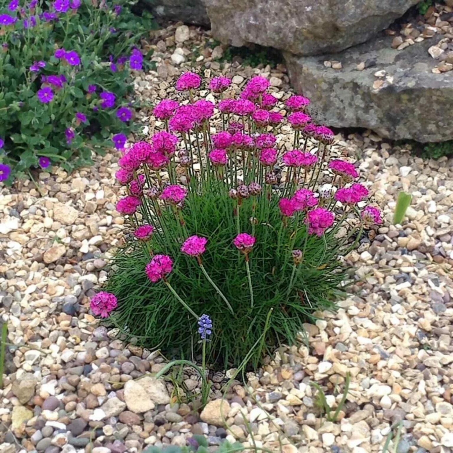 Армерия (armeria). Армерия приморская. Армерия приморская многолетняя. Армерия приморская элегия. Армерия дернистая.