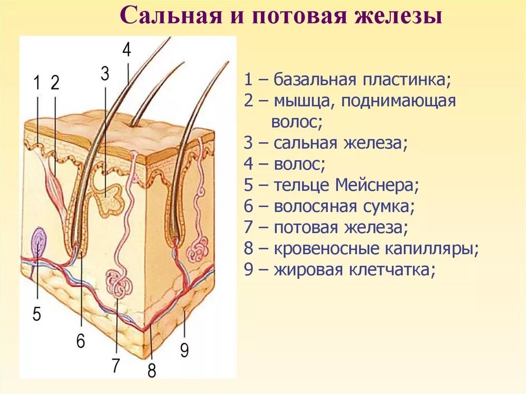 Млечные сальные и потовые железы. Строение потовых желез анатомия. Потовые и сальные железы строение. Строение кожи сальная железа. Схема строения сальной железы.