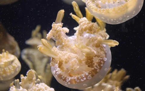 Морские организмы