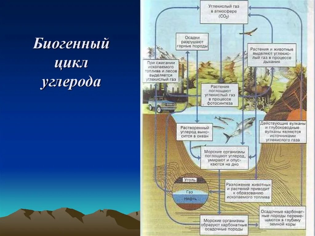 Каким путем связанный углерод возвращается в атмосферу. Круговорот углерода биохимический цикл. биогеохимические циклы круговорот углерода. биогеохимический цикл углерода схема. схема биогеохимического круговорота углерода.