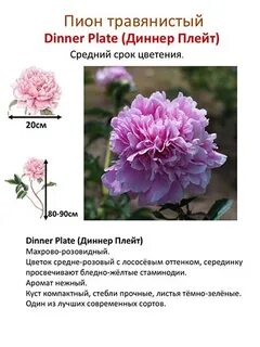 Систематика пиона