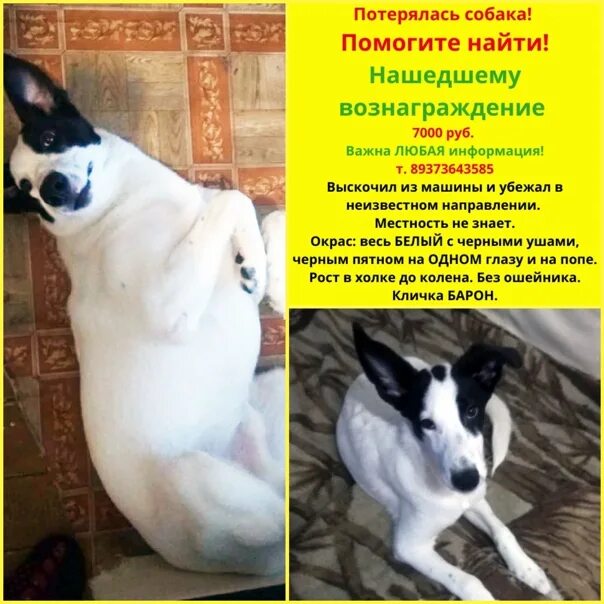 Нашедшему вознаграждение. Собака глента а4. Нашедшему вознаграждение объявление. Нашедшему вознаграждение. Нашедшему вознаграждение.