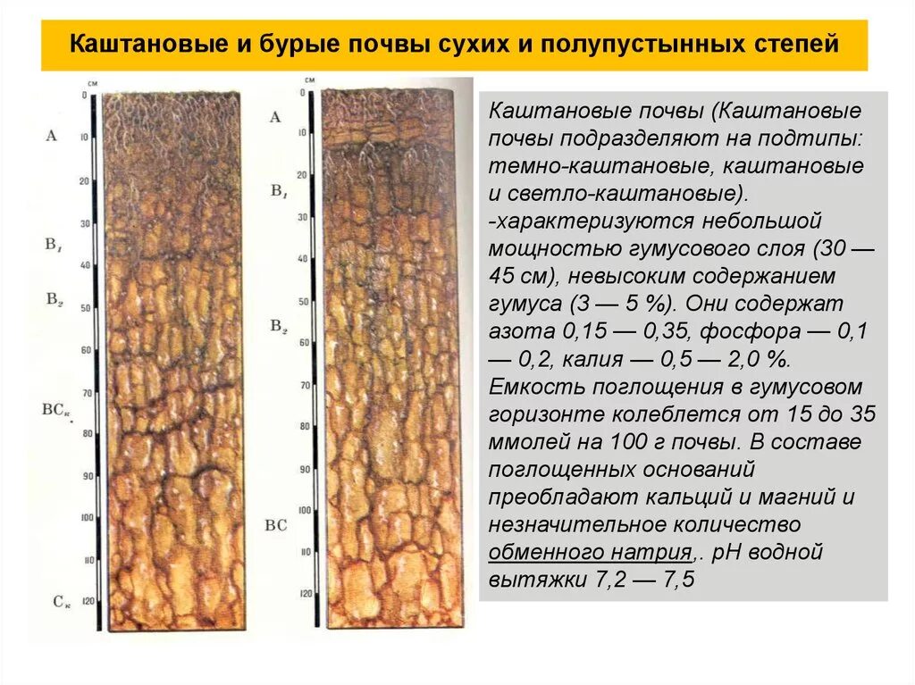 Полупустыни каштановые почвы. Почвенный профиль глинистой почвы. Почвенный профиль бурые полупустынные почвы. Каштановые почвы мощность гумусового горизонта. Каштановые почвы.