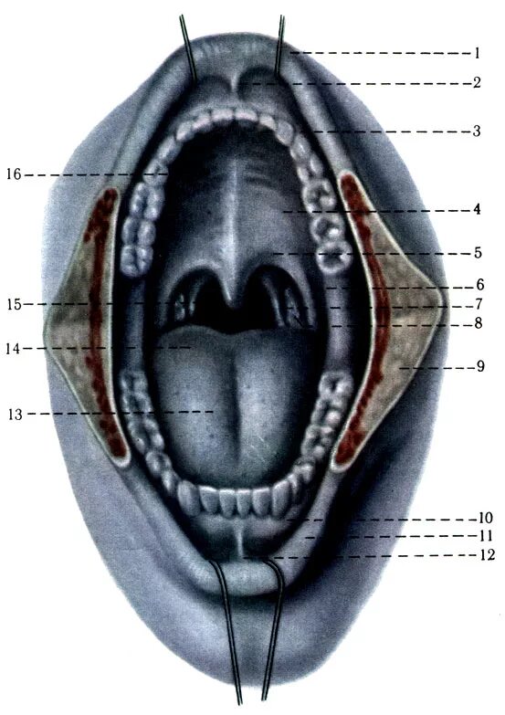 Полость рта 1 6. Небная занавеска анатомия. Небно-язычная дужка – Arcus palatoglossus.