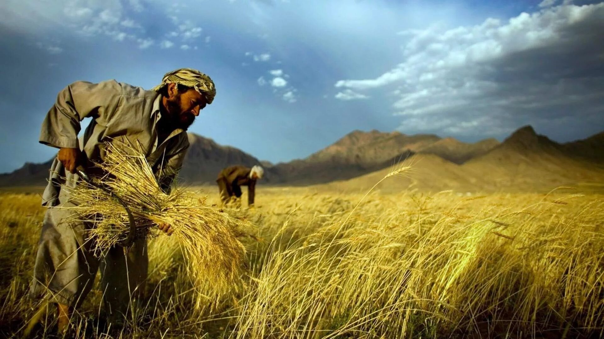 In northern india they harvest their wheat. Пшеница в Африке. Индия пшеница. Рекордный урожай пшеницы. Сбор урожая в Индии.