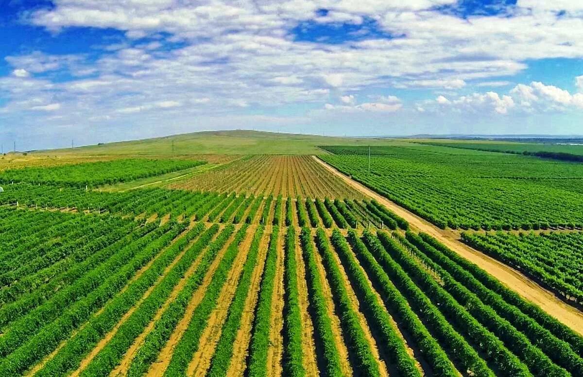 Виноградники краснодарского края. Кубань Тамань виноградники. Краснодарский край виноградник Фанагория. Фанагория винодельня виноградники. Кубань Таманский полуостров виноградники.