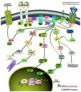 Cellular signaling